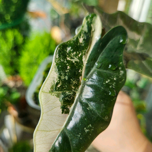 알로카시아 푸세이도 산데리아나 핑크바리에가타