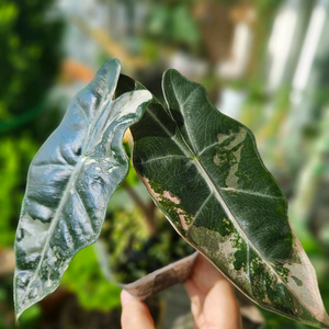 알로카시아 푸세이도 산데리아나 핑크바리에가타(왕자구묘)