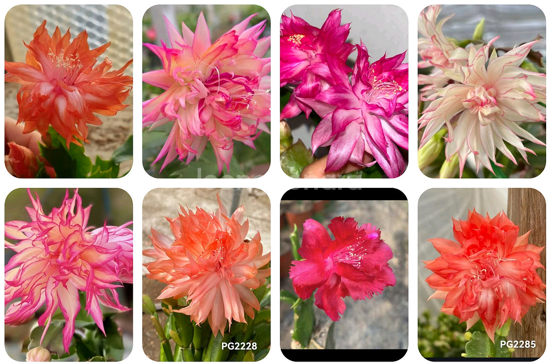 수입게발선인장 포트당 랜덤--0