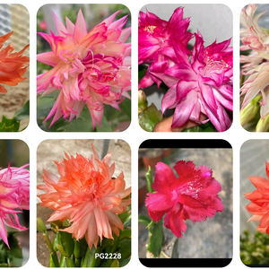 수입게발선인장 포트당 랜덤