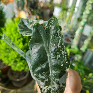 알로카시아 푸세이도 산데리아나 핑크바리에가타(왕자구묘)