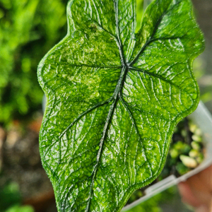 알로카시아 미스틱No 9~3자구묘(왕자구묘)