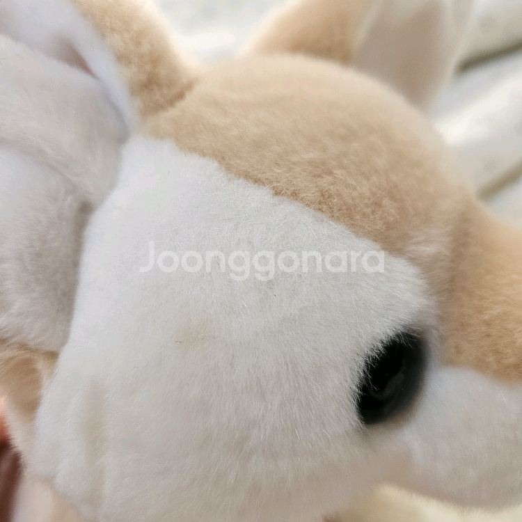 에버랜드 사막여우 중형 인형--5