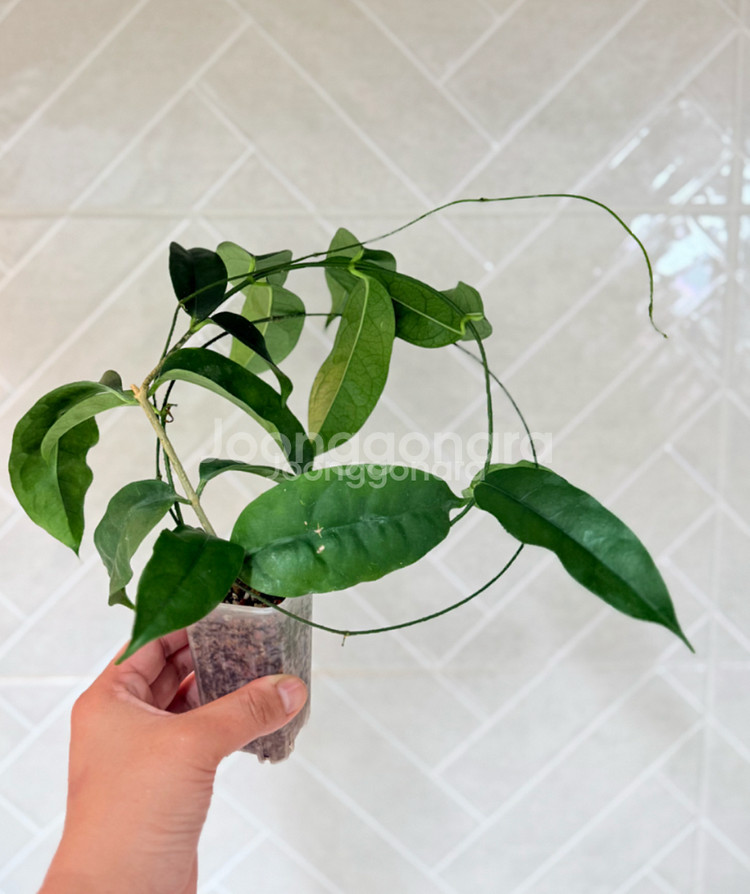 호야 캄파눌라타(꽃대 두개달림)--1