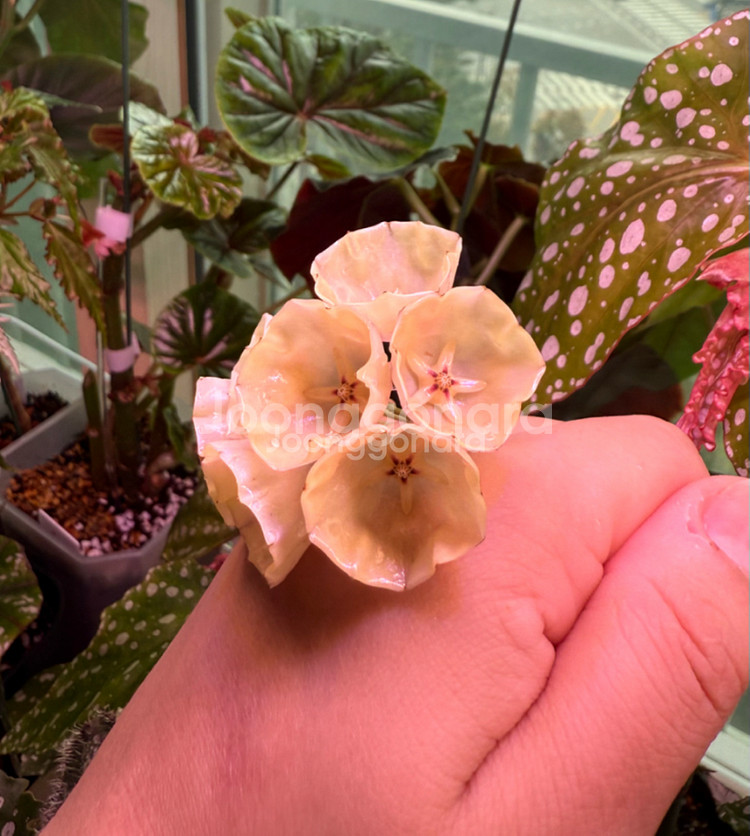 호야 캄파눌라타(꽃대 두개달림)--0