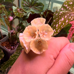 호야 캄파눌라타(꽃대 두개달림)