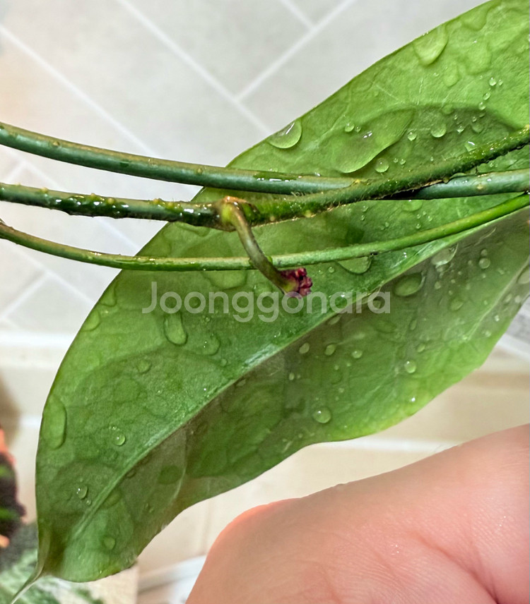 호야 캄파눌라타(꽃대 두개달림)--3