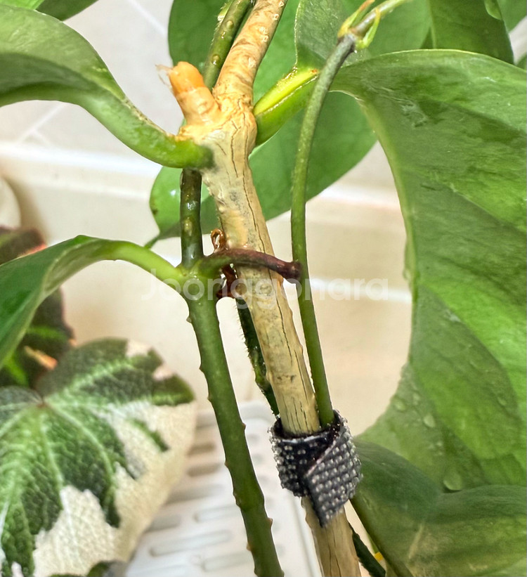 호야 캄파눌라타(꽃대 두개달림)--2