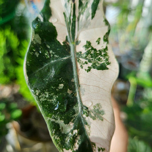 알로카시아 푸세이도 산데리아나 핑크바리에가타(왕자구묘)