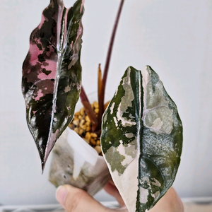 알로카시아 찬트리에 바리에가타