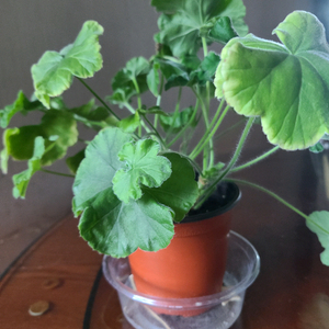 러시아 제라늄 엠마뉴엘