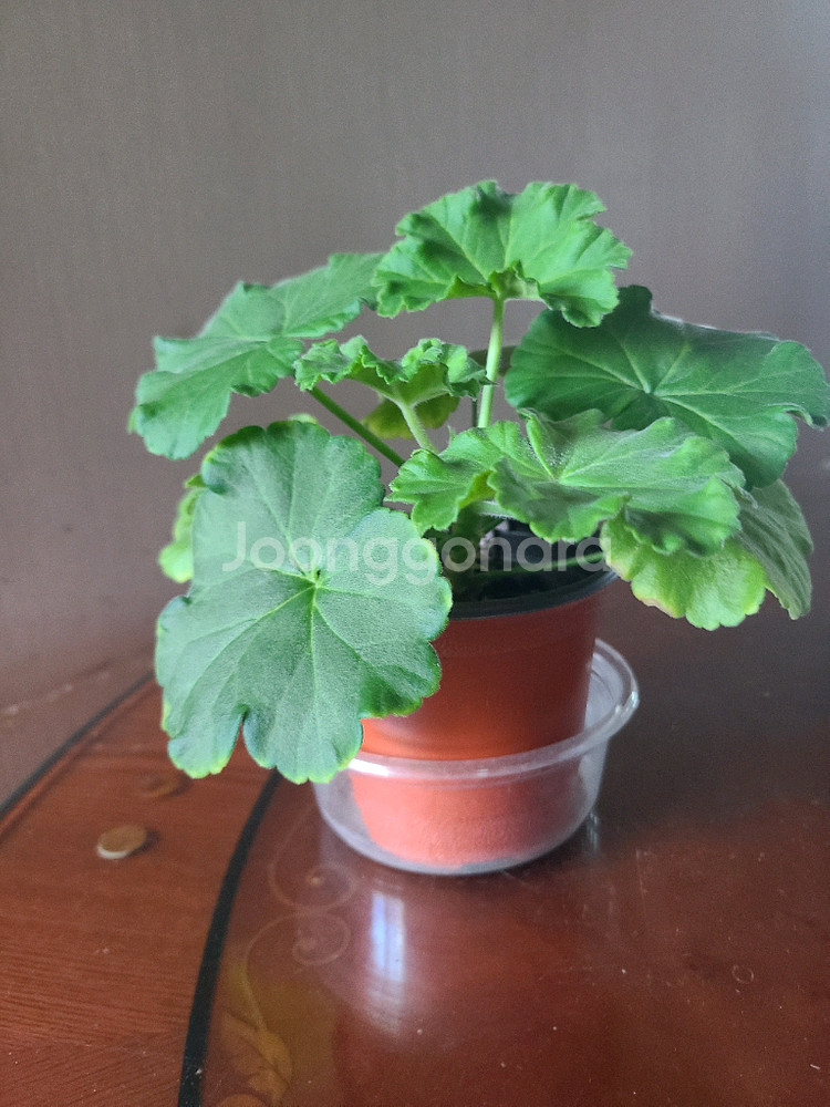 러시아 제라늄 마라차라우니차--0