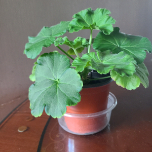 러시아 제라늄 마라차라우니차