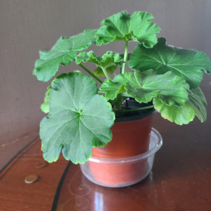 러시아 제라늄 마라차라우니차