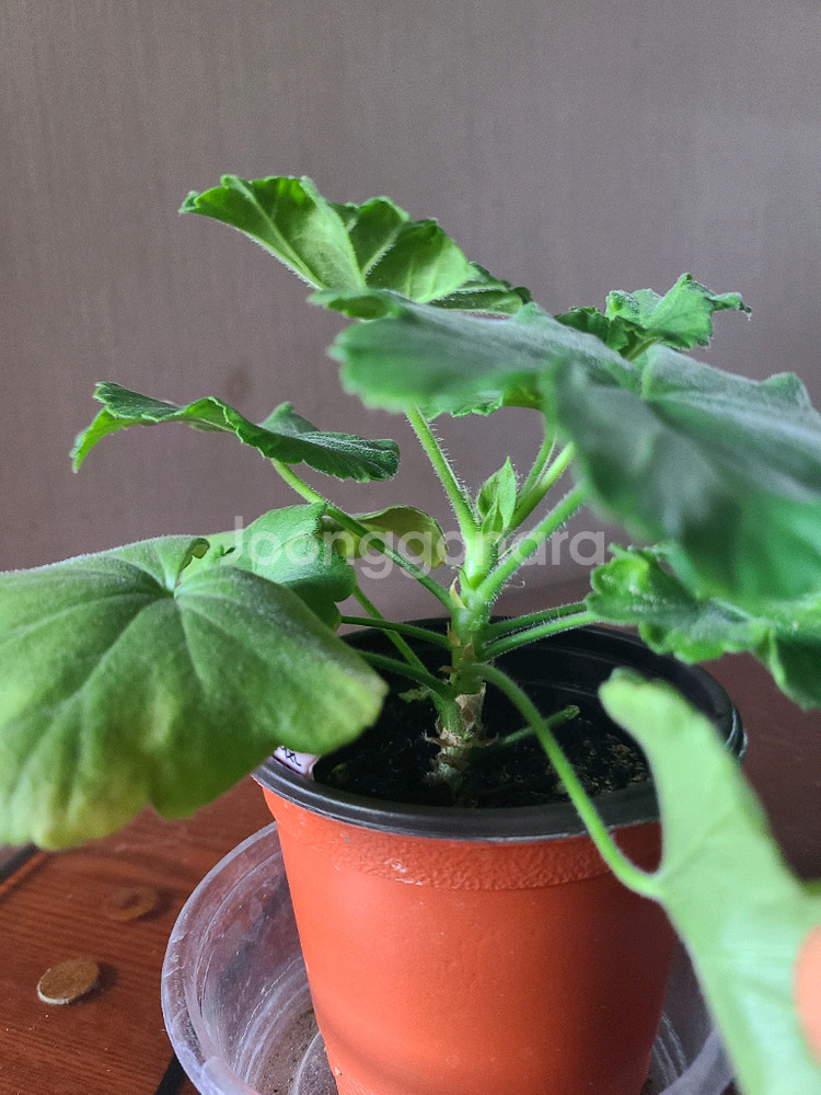 러시아 제라늄 마라차라우니차--1