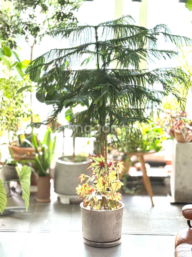 아라우카리아--0