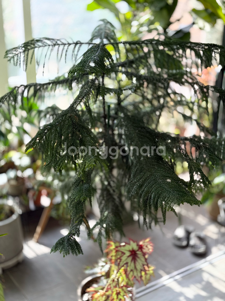 아라우카리아--2