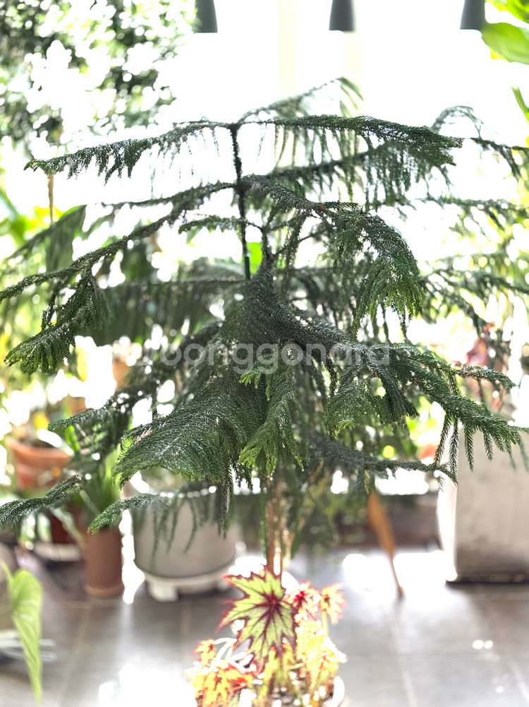 아라우카리아--1