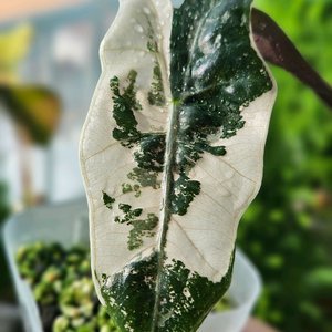 알로카시아 푸세이도 산데리아나 핑크바리에가타