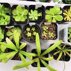 벌레잡이제비꽃 14종 (택포)