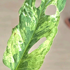 몬스테라 민트아단소니 바리에가타