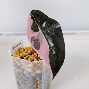 알로카시아 찬트리에 바리에가타