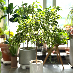 무늬 벤자민고무나무