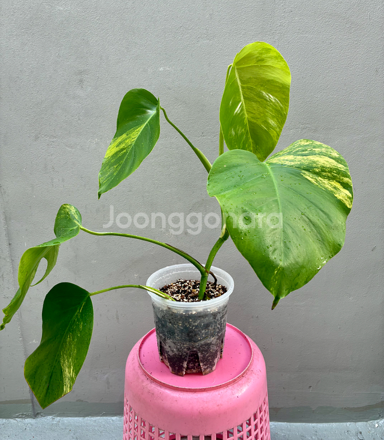 (서울 은평구) 옐로우 몬스테라 옐몬 탑묘--0