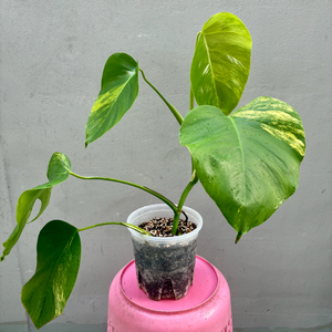 (서울 은평구) 옐로우 몬스테라 옐몬 탑묘