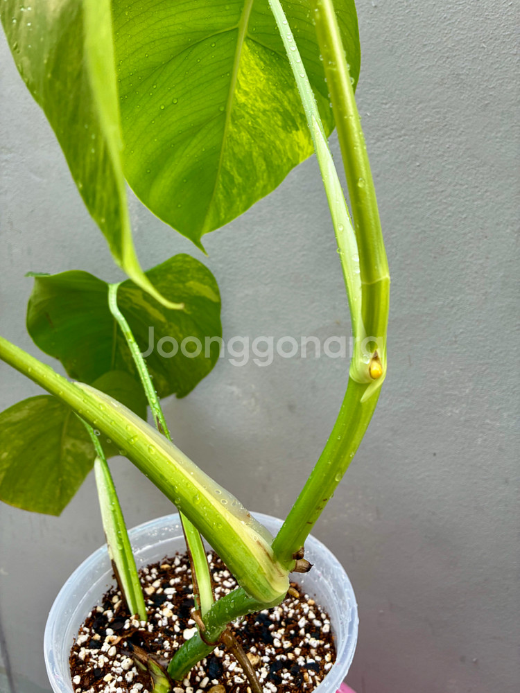 (서울 은평구) 옐로우 몬스테라 옐몬 탑묘--2