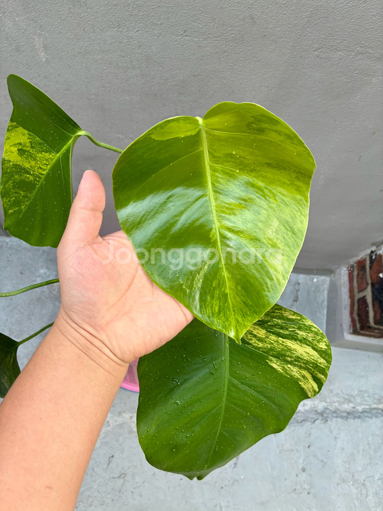 (서울 은평구) 옐로우 몬스테라 옐몬 탑묘--1