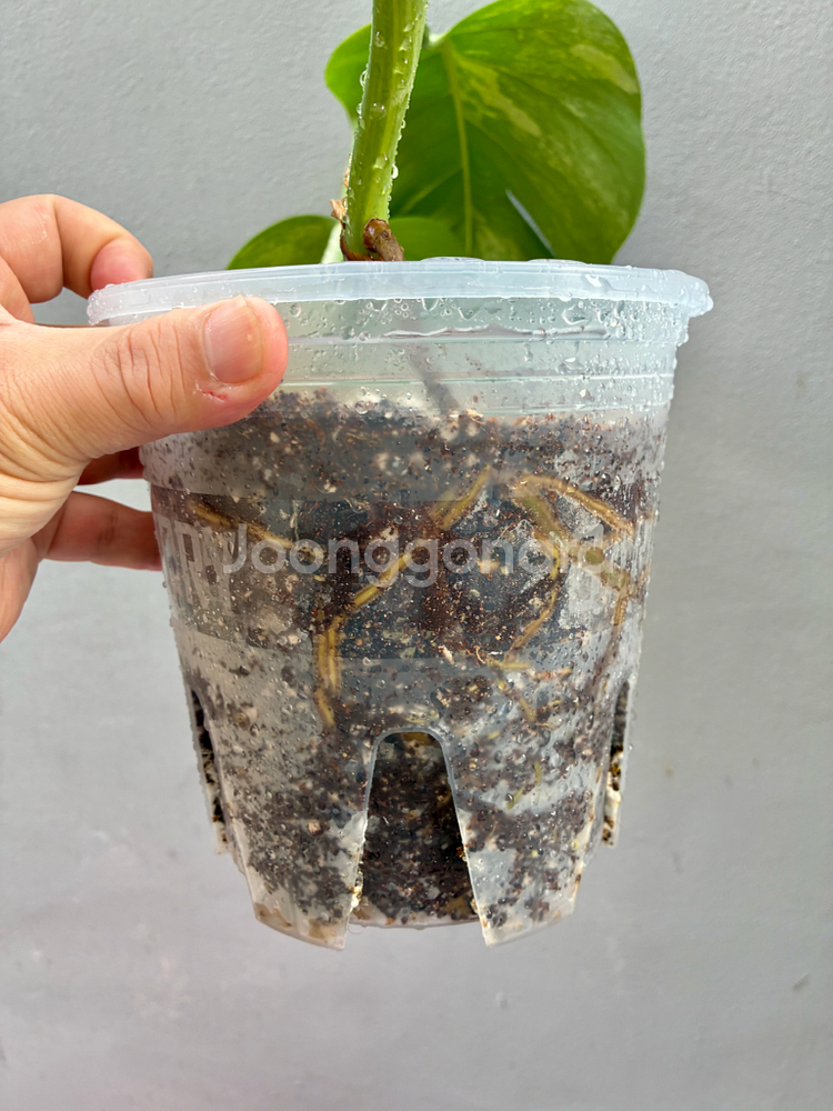 (서울 은평구) 옐로우 몬스테라 옐몬 탑묘--3