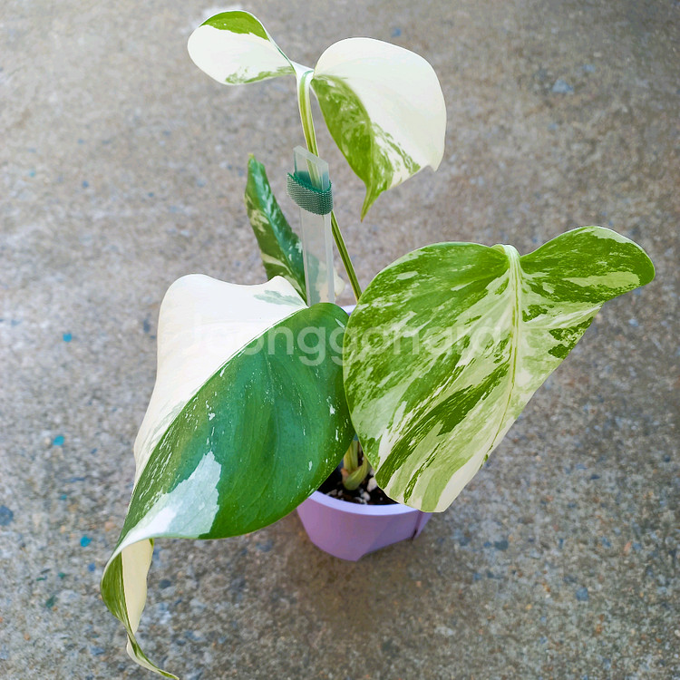 몬스테라 알보-6--3