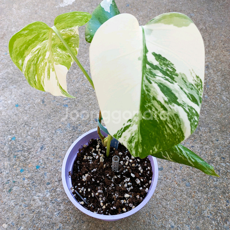 몬스테라 알보-6--1