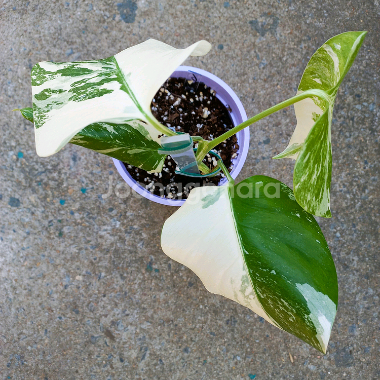 몬스테라 알보-6--2