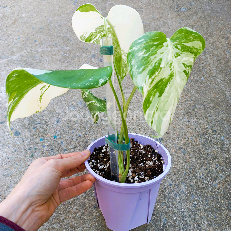 몬스테라 알보-6--0