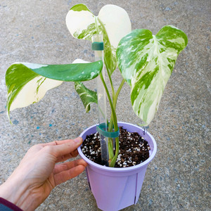 몬스테라 알보-6