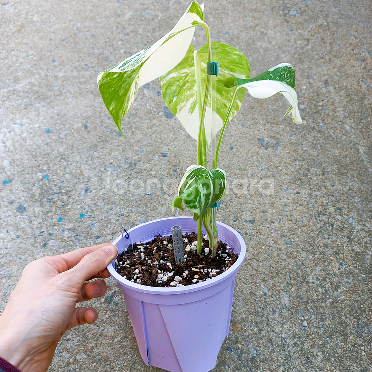 몬스테라 알보-6--5