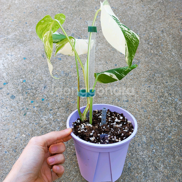 몬스테라 알보-6--4