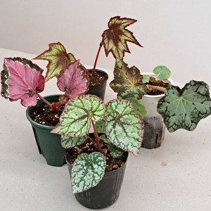 베고니아 4종 셋트가격