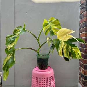 (서울 은평구) 옐로우 몬스테라 대품 탑묘 옐몬