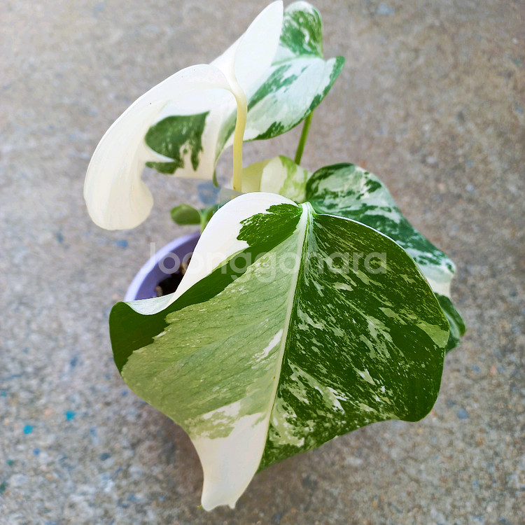 몬스테라 알보-7--1