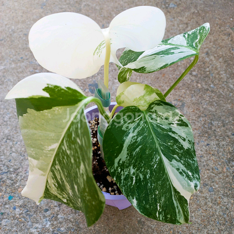 몬스테라 알보-7--0