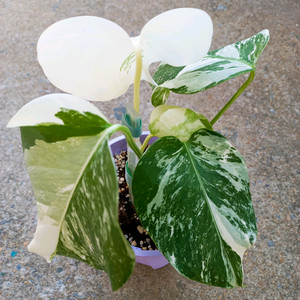 몬스테라 알보-7