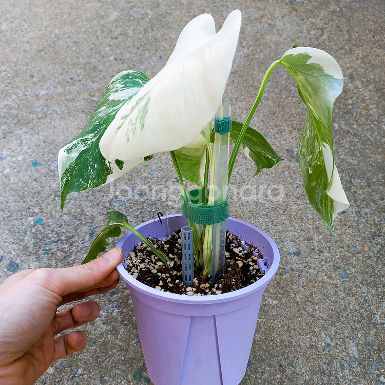 몬스테라 알보-7--6