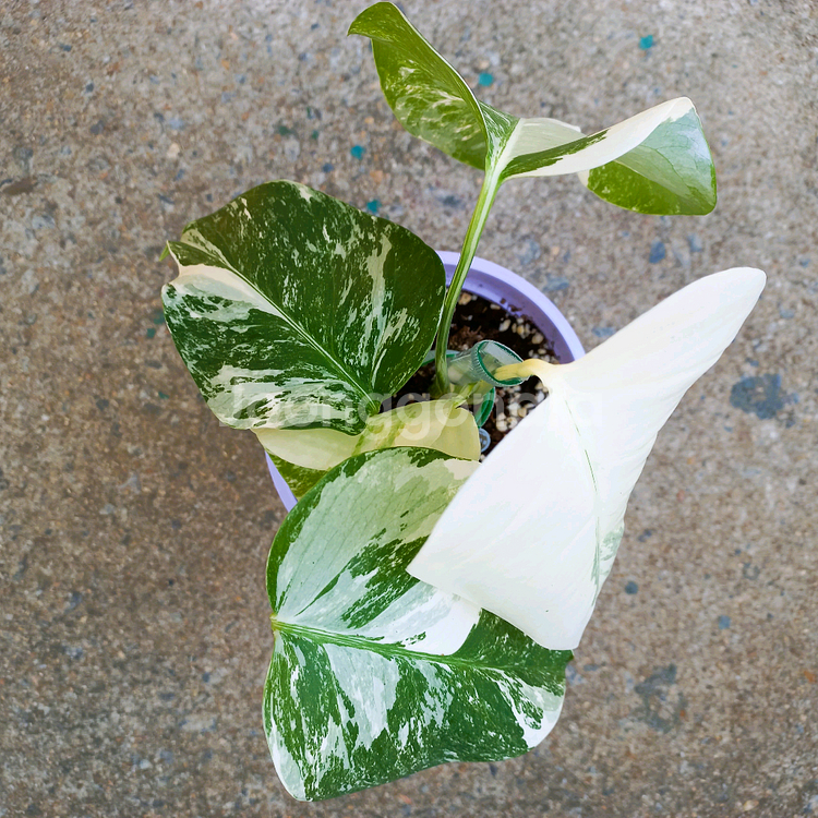 몬스테라 알보-7--4