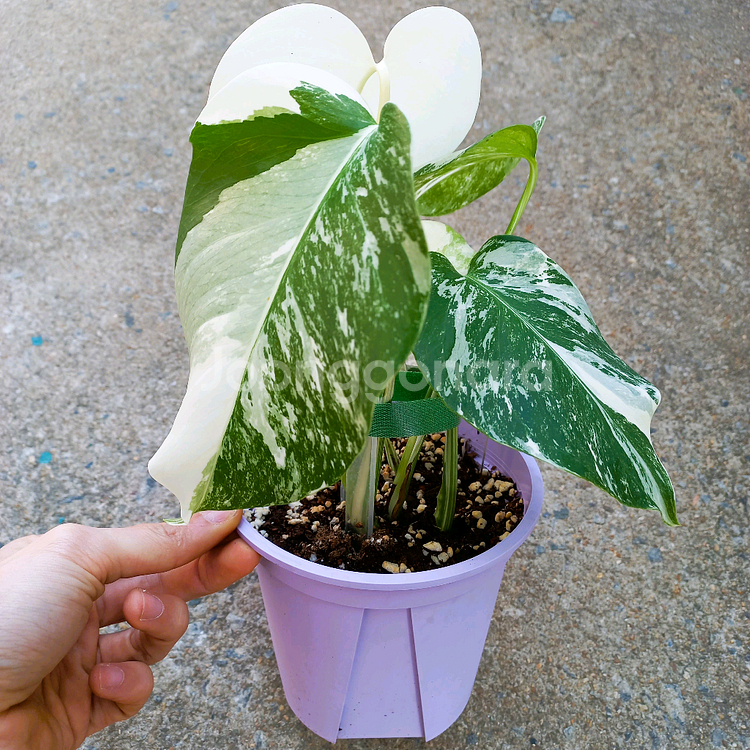 몬스테라 알보-7--5