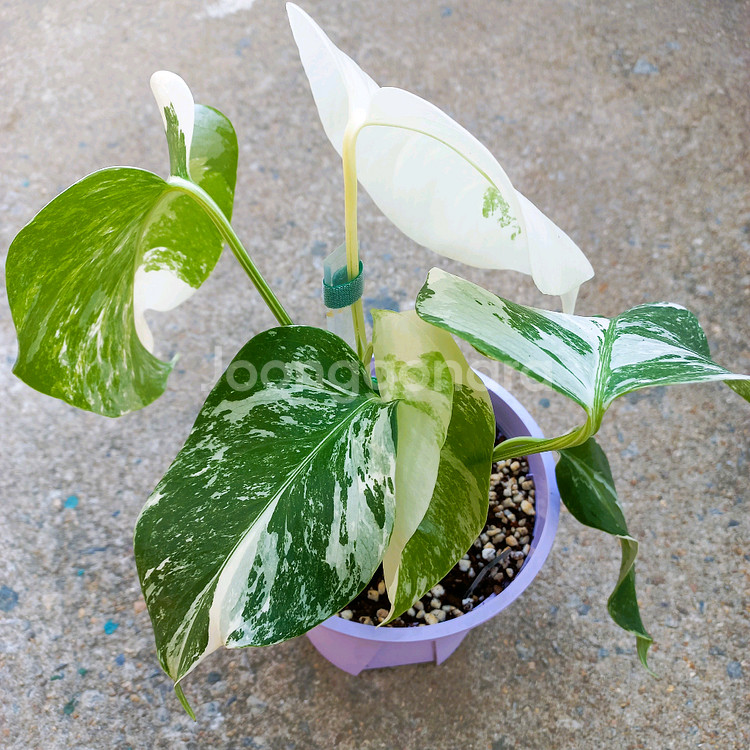 몬스테라 알보-7--3