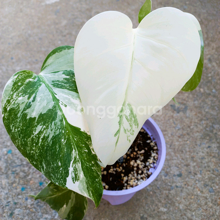 몬스테라 알보-7--2