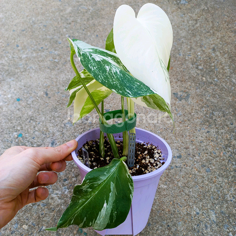 몬스테라 알보-7--7